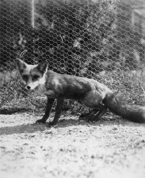 An immature fox looking toward the camera, standing with rear legs crouched. There is a chicken wire fence in the background.