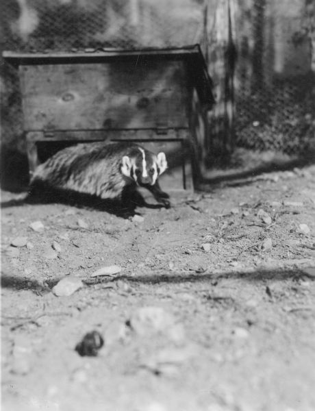 An adult badger, standing in front of a small wooden shed in a fenced enclosure, looking directly at the photographer.