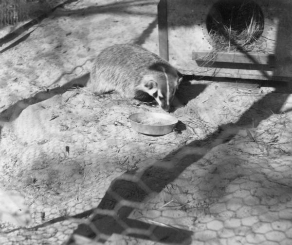 A badger approaching his feeding dish in front of a wooden shelter. The photograph was taken through a chicken wire fence, with its shadow visible on the ground.