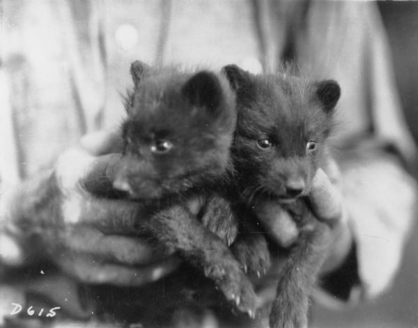 Close-up of an unidentified man's hands holding a pair of blue fox kits, or pups.