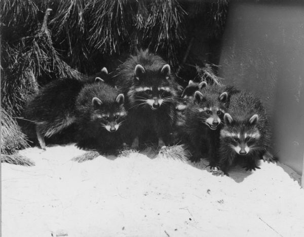 A mother raccoon and five cubs are clustered between the base of a pine tree and a wall. A caption on the reverse of the print reads: "A black raccoon family at the State Experimental Game and Fur Farm."