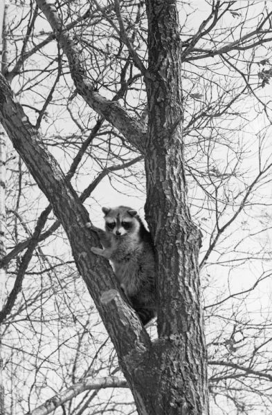 A raccoon looking at the photographer from its perch in the fork of a tree. A caption on the reverse of the print reads: "Just as they do in the wilderness, raccoons take to tree climbing at the state game farm where this picture was taken."
