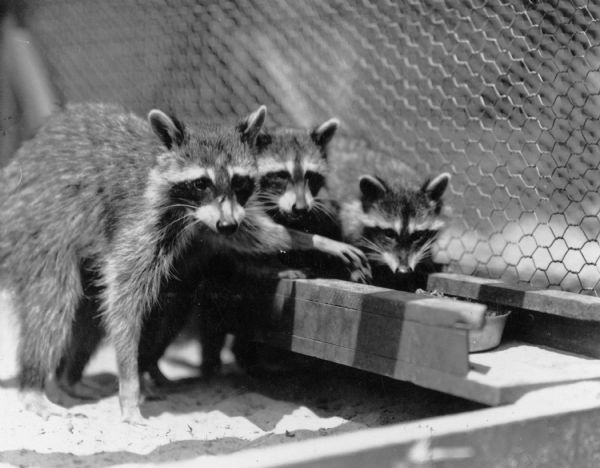 On the reverse of the print is written: "Raccoon feeding at Experimental Game & Fur Farm, Poynette, Wisconsin." A pan of food is secured in a wooden trough. There is a chicken wire fence in the background.