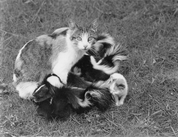 A domestic short-hair calico mother cat is sitting with several baby skunks around her. There is also a kitten at lower right. On the reverse of the print is written: "Eight skunks adopted by cat on John Franklin farm at Oxford."