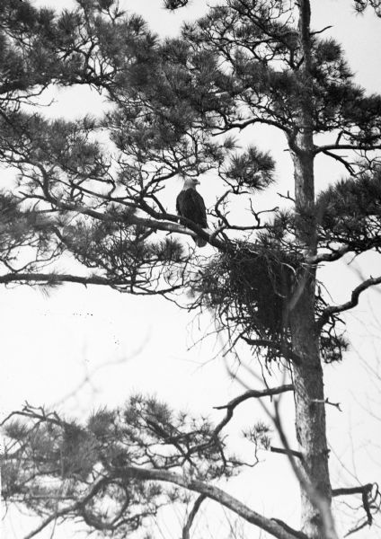 An adult bald eagle roosting on a branch near its nest in a mature pine tree in Peninsula State Park.