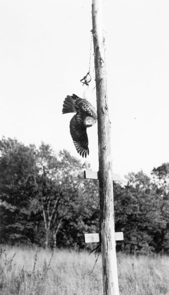 A live, red tailed hawk is hanging, suspended by one leg caught in a steel trap. The trap was chained to a tall pole in the Kettle Moraine State Park. A typed description on the reverse of the print reads: "A Chicken Hawk Caught in a Trap — Still Alive."