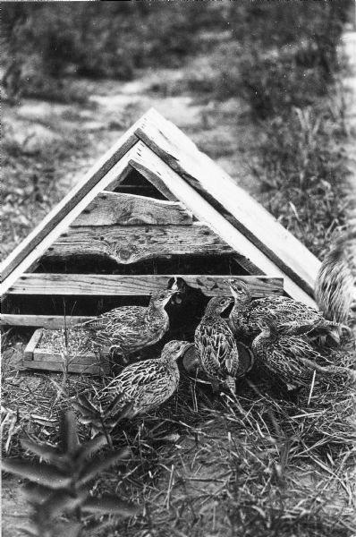 Six young pheasants are clustered in front of a primitive brooder house. There appears to be a black domestic hen among them. There is a pan of grain and a metal water bowl in front of the house. The description on the reverse of the print reads: "'A' type brooder coop — 8 weeks old pheasants."