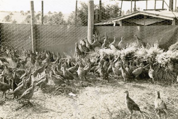 Young blackneck pheasants flocking together in two adjacent chicken wire fenced pens. There is a shed in the background, right. The description typed on the reverse reads: "Eight weeks old Black-neck pheasants in holding pen. Pheasant propagation by Kenosha Conservation League."