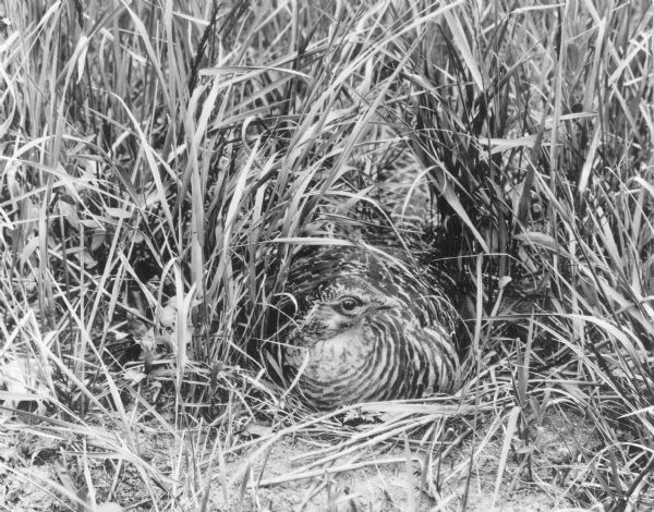 The written description on the reverse of this photograph reads: "Prairie chicken incubating her eggs in a nest located 5 miles southwest of Plainfield." She is well camouflaged by tall grass.