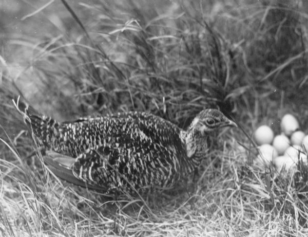 A prairie chicken hen is seen in profile near her nest with its clutch of eggs. On the reverse of the print is written: "The bird has stopped to carefully scrutinize her surroundings before continuing to the nest and eggs."