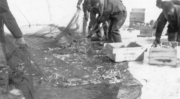 The description on the reverse of the print reads: "Commercial fishermen hauling in their net and immediately packing the small silvery smelt into boxes for shipment during the smelt run at Marinette, Wisconsin." The men are wearing heavy jackets over chest waders. One of the wooden boxes is labeled: "James Pederson Wholesale Fish Marinette Wis."