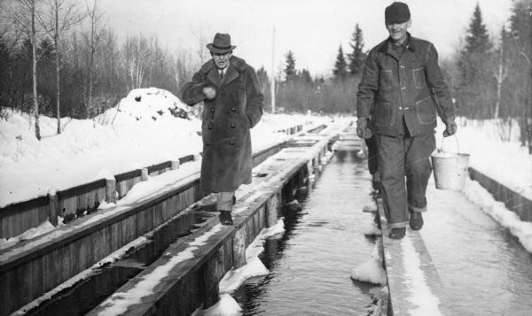 B.O. Webster, superintendent of fisheries, on the left in an overcoat, and an unidentified man carrying a pail and dipper, on the right, are walking along a raceway at the fish hatchery. There is snow on the ground. On the reverse of the print is written: "Showing raceways containing 190,000 rainbow trout."