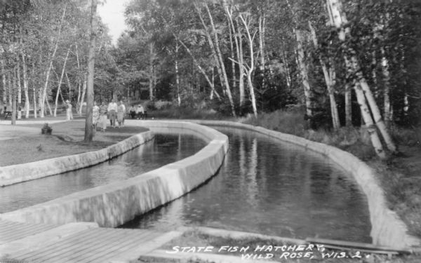 View across the banks of raceways at the state fish hatchery at Wild Rose. Visitors are strolling along the raceway lined with birch trees. Caption reads: "State Fish Hatchery, Wild Rose, Wis."