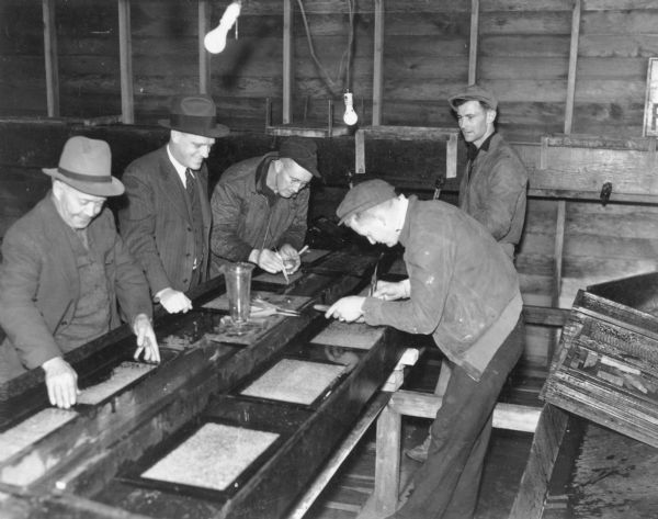 Five men work at two long sinks which contain trays holding fish eggs.  There are two bare lightbulbs overhead.  The caption on the reverse of the print reads, "Picking out bad eggs at the  Madison state trout hatchery."