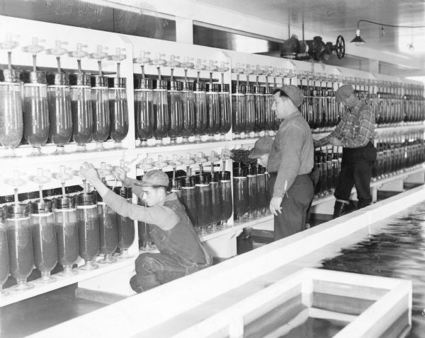 Four men work with hatching jars at a state fish hatchery.  The jars are arranged in two long rows.  
