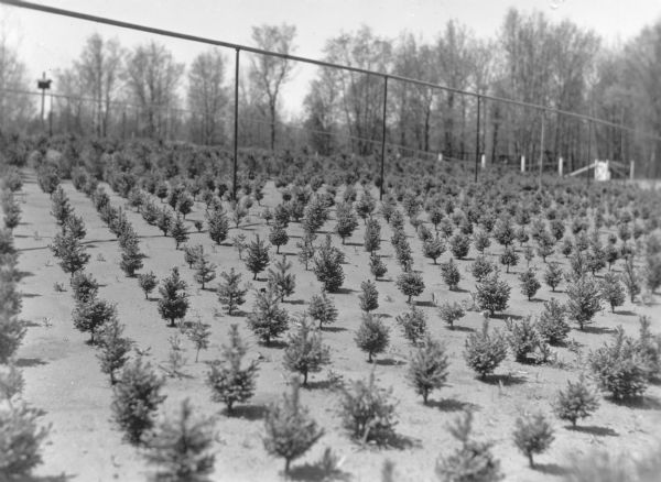 Described on the reverse of the print as, "Four to five year old evergreen trees," young trees grow in neat rows beneath overhead irrigation pipes.  The ground between them is nearly free of vegetation.