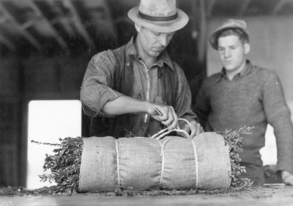 Working at a counter, an unidentified man ties twine around a burlap-wrapped bundle of small everygreen trees while another man looks on.   A typed caption on the reverse of the print reads, "Packing transplants (1,000 to the package) to fill small orders for windbreaks, shelter beds and farm woodlots."