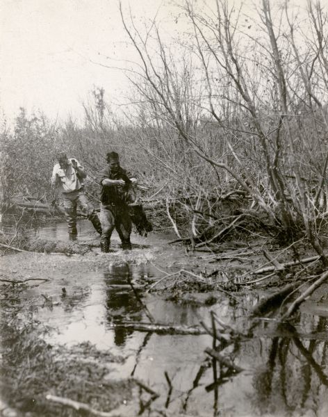 A warden, wearing high laced boots and leather jodhpurs, is holding a beaver by the tail while standing in shallow water. A second man, wearing waders, is cringing behind him, with arms raised in a protective posture. The description on the reverse of the print reads: "The removal of a beaver from one spot where their dams are harmful to the surrounding territory to another more adaptable spot is a hard job if not a wet one."