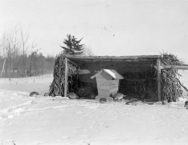 A flock of grouse are feeding from a wooden feeder which is protected by a rough, three sided log shelter with a shed roof and walls of corn stalks. A description on the reverse of the print identifies: "Sharp-tailed grouse feeding from hopper and on buckwheat scattered on the snow."  The shelter is in an open area with woods in the background.
