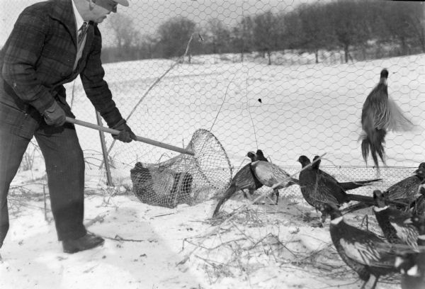 A man, probably a game warden, wearing a necktie and woolen jacket is capturing pheasants in a net. There is a chicken wire fence behind the birds. Beyond the fence is an open area with woods in the background.