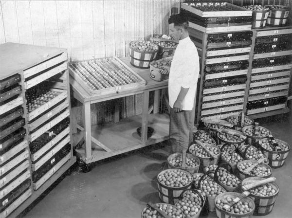 A technician wearing a white tunic is standing near a table holding a partially filled tray of eggs. There are four racks holding additional trays. Bushel baskets of eggs are sitting on the floor.