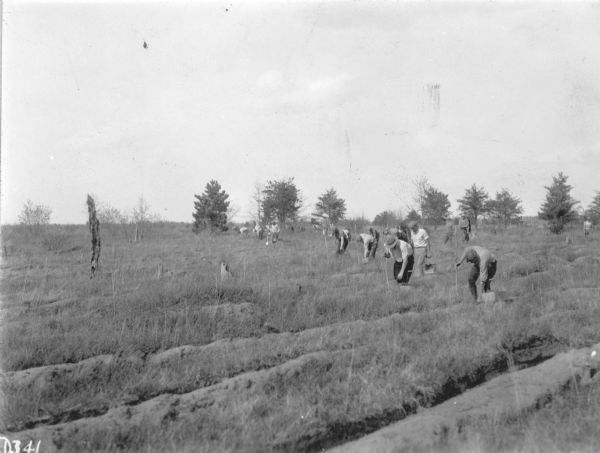 A large crew of men are bending to their work of planting seedling trees into furrows. Each man is carrying a spade-like tool with a long handle, and a box with a handle. On the reverse of the photograph is written: "Furrow planting on Big Lake Flats, Vilas County."
