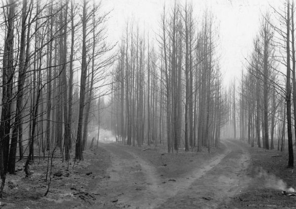 Two logging roads diverge in a stand of burned jack pine trees, dividing the scene into three parts. In the background, near the left branch of the road, there are two men partially obscured by smoke. One of the men is working with a shovel. There is also a small focus of smoke in the foreground. On the reverse of the photograph is the description: "Burned over area where forest fire burned miles of jack-pine timber in Douglas County."