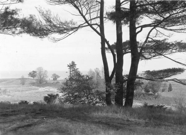 View down slope towards a pine tree with three main trunks silhouetted against rolling dunes on the shore of Lake Michigan.  