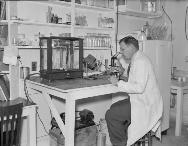 Superintendent of Biology Edward "Doc" Schneberger, who is wearing a long white coat, is sitting on a stool and looking through a microscope at a small table in the laboratory of the Nevin Fish Hatchery. Other items on the table are a light source, and a balance scale in a wooden case. There is a small electric motor on a wooden box under the table. Bottles and flasks line the shelves on the wall behind the table, and a refrigerator and sink are on the right. 