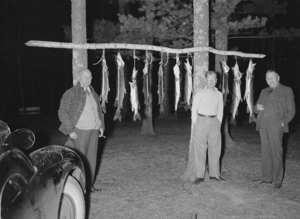 After a long day of fishing, the governors of three states are posing with ten muskies hanging from a birch log wired to two trees. Known as the "Battle of the Muskies," the event featured, from left, Governors Henry Horner of Illinois, Philip La Follette of Wisconsin, and Nelson G. Kraschel of Iowa. Kraschel won the day with a 40 inch, 18 pound fish; La Follette finished third. Kraschel and Horner are smoking cigars. There is an automobile in the foreground on the left.