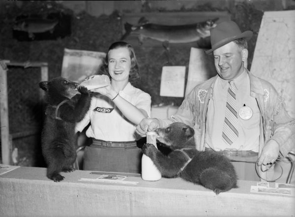 An unidentified woman and a man are tending to two small bear cubs that are wearing harnesses, at the counter of a display in the All-Wisconsin Outdoor Show held at the Sherman Hotel. One cub is drinking milk from a bottle held by the woman, who is wearing a tag which reads: "Oxbo," the name of a resort near Park Falls, Wisconsin. The other cub, held on a leash by the man, is licking the rim of a milk bottle. The man is wearing a badge from the Park Falls Chamber of Commerce. Two mounted fish are hanging on the wall in the background.
