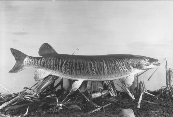 A taxidermied specimen of a tiger muskellunge photographed in a naturalistic setting.  