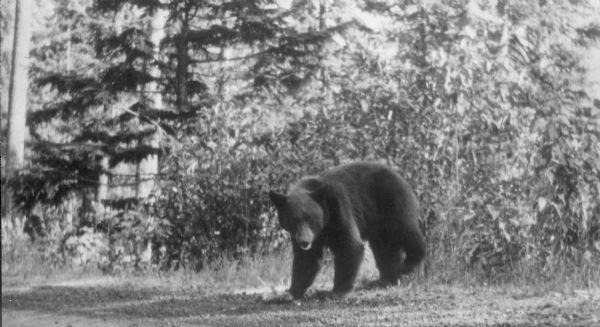 A photographic postcard described on the reverse: "A black bear in the Wisconsin north woods."