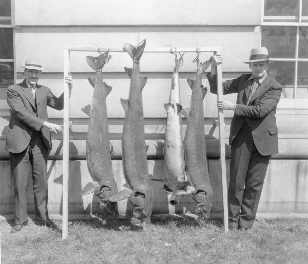 Two men dressed in suits and hats are posing while supporting a wooden frame from which four sturgeon are hanging, tied up by their tails. A stone building, likely the Wisconsin State Capitol, provides a backdrop.  Written on the reverse of the print is: "Sturgeon taken from Lake Winnebago."