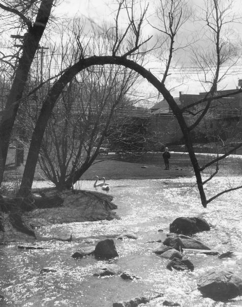 A young boy wearing knickers, high stockings and a jacket is watching two swans on the Mullet River. A bridge and the rear of commercial buildings are in the background. A bent tree forms an arch that frames the scene. On the reverse of the print is written: "Below old mill dam, Plymouth, Wis."