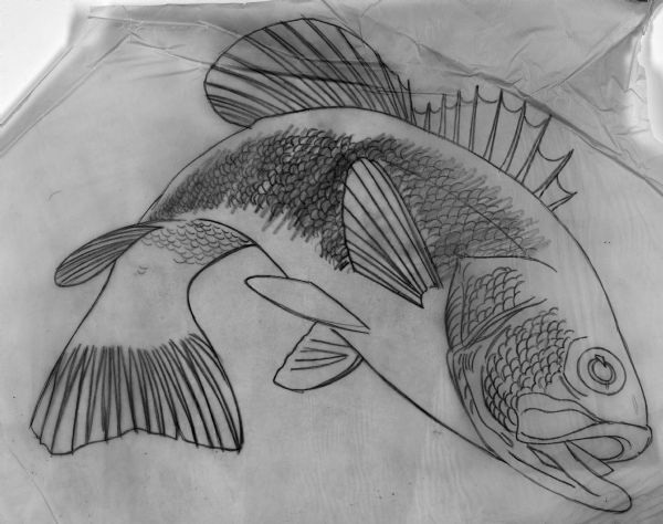 Pencil drawing on tissue of jumping bass.