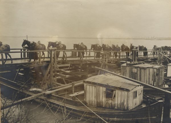 Austrian cavalrymen crossing a floating bridge over the Save River during World War I. 