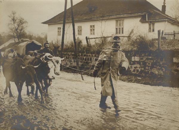 Austrian soldier leading cattle that have been recquisitioned for use by the Army in Galicia.