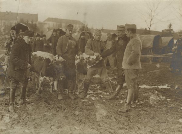 Cattle being examined by Austrian veterinarians.