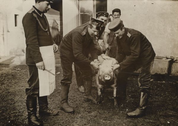 German troops getting pig ready for slaughter.