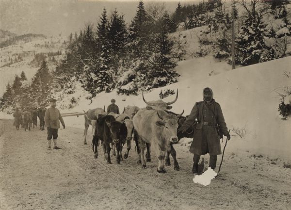 Cattle intended for slaughter being moved over the Dukla Pass towards the front. 