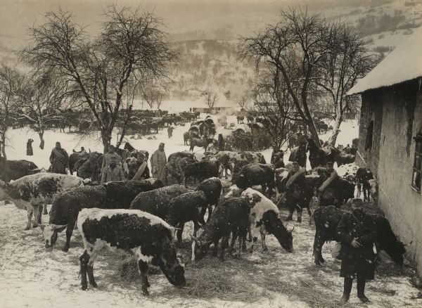 Elevated view of a group of cattle intended for slaughter near a building with soldiers. Snow-covered mountains are in the background. The group is behind the front in the Carpathians. 
