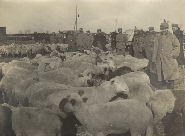 Meat in abundance. Arrival of many hundred head of sheep destined for the provisioning of our brave troops in Russian Poland.