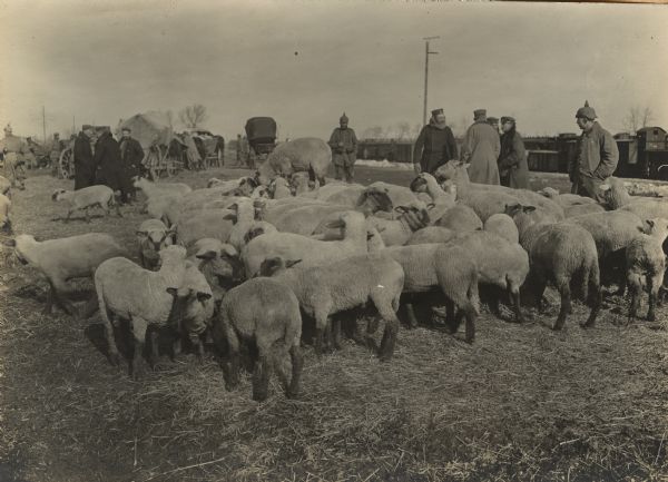 Meat in abundance. Arrival of many hundred head of sheep destined for the provisioning of our brave troops in Russian Poland.