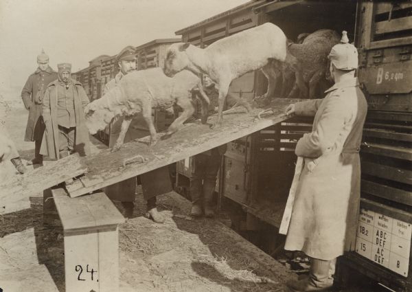 Sheep being unloaded from a train car.