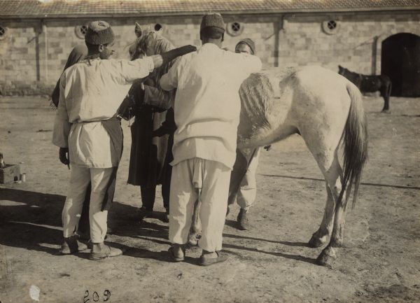 Turkish veterinary hospital for horses in Beersheba.
