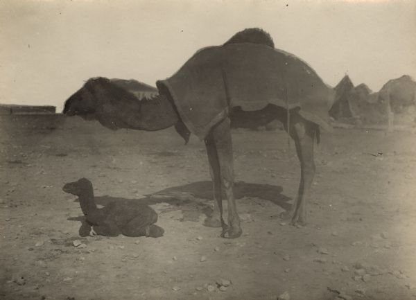 A female camel with her calf.