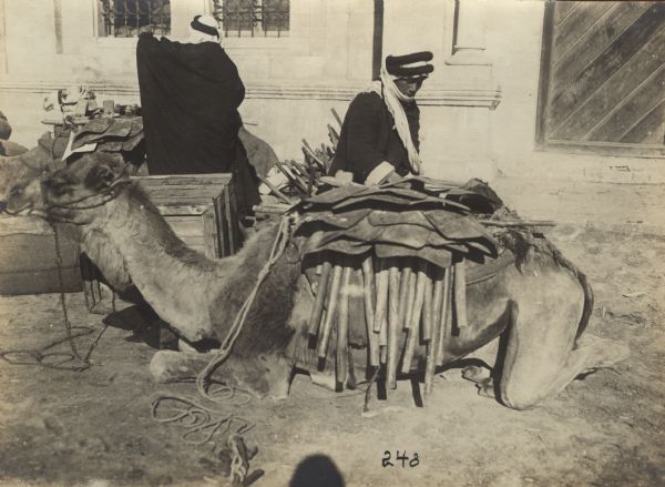 Loading camels with provisions and entrenching tools. 