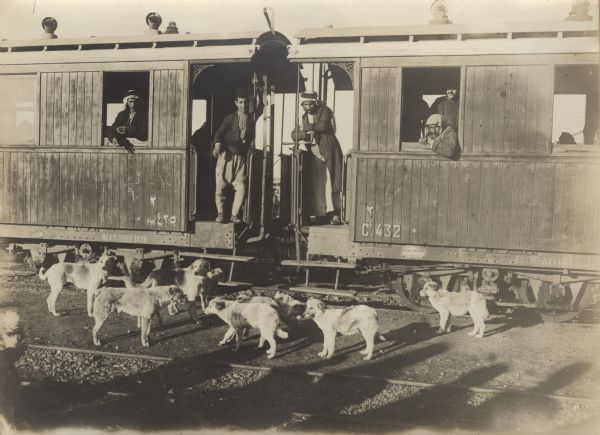 Feral dogs hanging around a train.