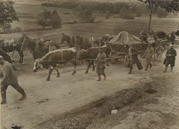 Slightly elevated view of soldiers on a road with requisitioned animals. The oxen are first used as draft animals and when meat supplies run low are slaughtered for food. The horses are protected and cared for.